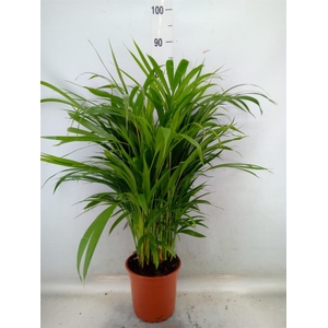 Dypsis lutescens   ...Chrysalidoca