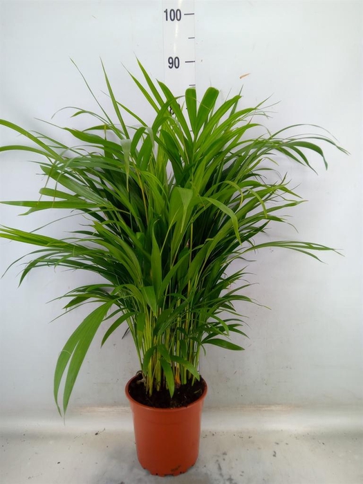 <h4>Dypsis lutescens   ...Chrysalidoca</h4>