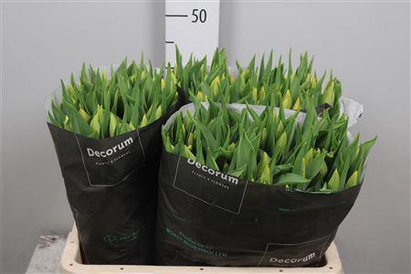 <h4>Tu En Strong Gold</h4>