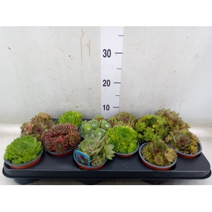 Sempervivum   ...