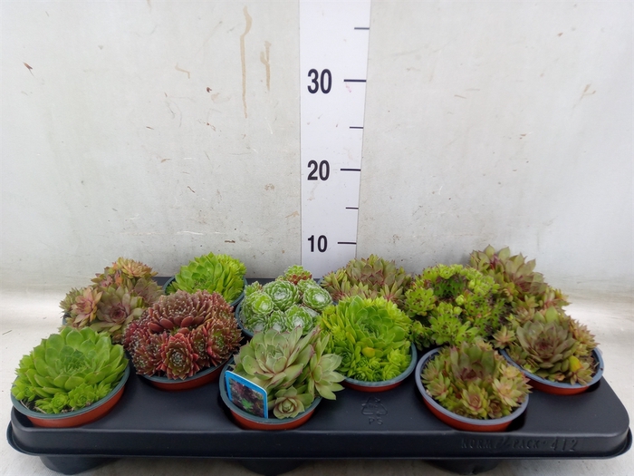 <h4>Sempervivum   ...</h4>