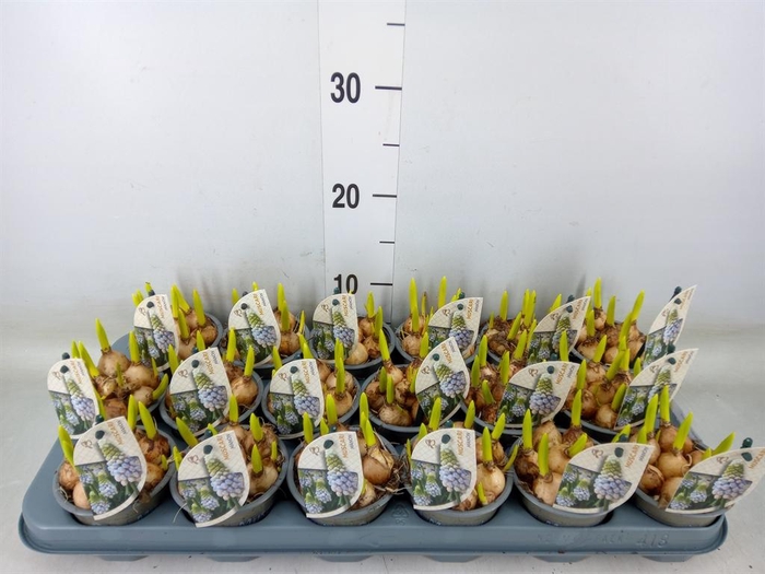 <h4>Muscari  'Manon'</h4>