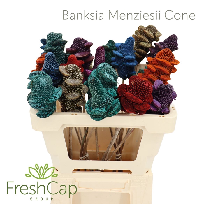 <h4>Banksia Menziesii Cone</h4>