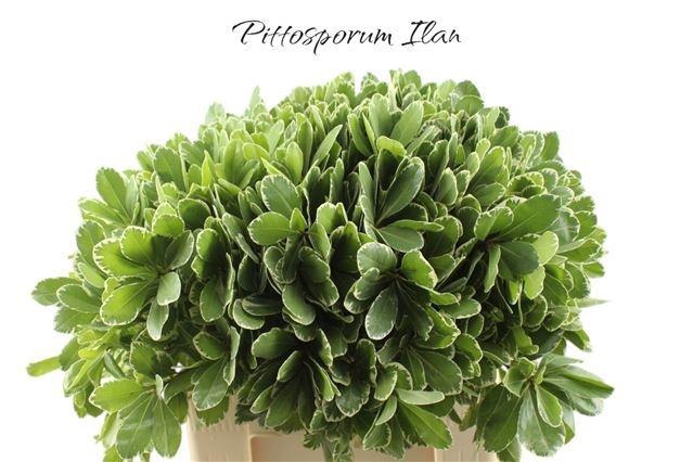 <h4>PITTOSP TO ILAN</h4>