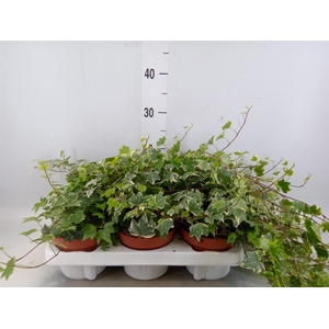Hedera helix 'White Ripple'