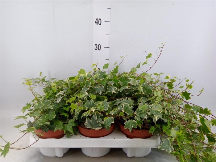 <h4>Hedera helix 'White Ripple'</h4>