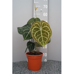 Anthurium clarinervium