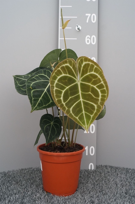 <h4>Anthurium clarinervium</h4>