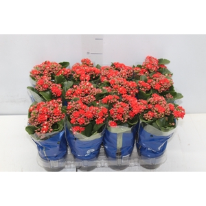KALANCHOE DOBRADO MINI P09 VERMELHO