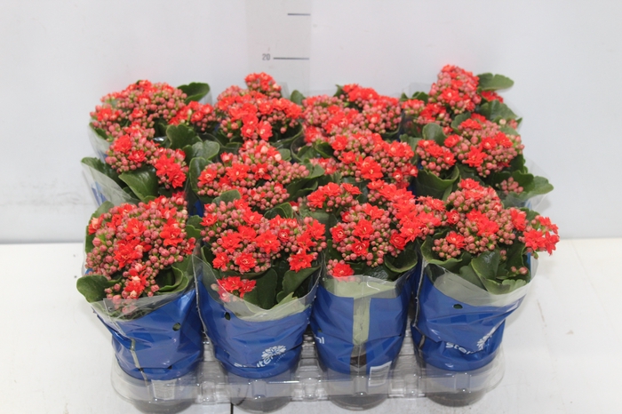 KALANCHOE DOBRADO MINI P09 VERMELHO