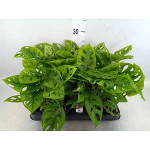 Monstera obliqua 'Monkey Mask'