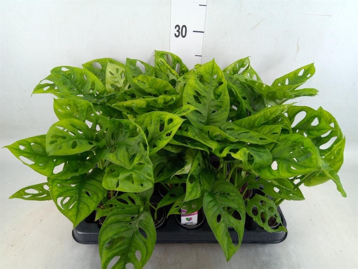 <h4>Monstera obliqua 'Monkey Mask'</h4>