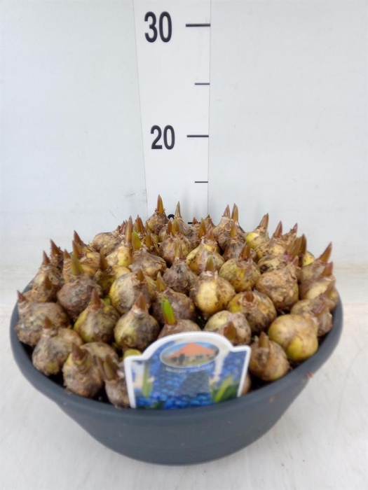 <h4>Muscari ...</h4>