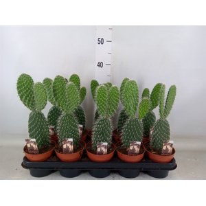 Opuntia