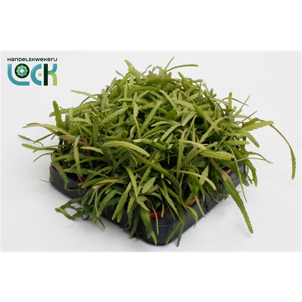 <h4>Lepismium Bolivianum</h4>