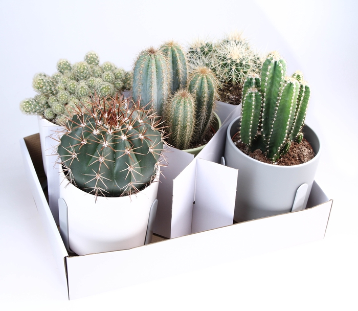 <h4>Cactus Gemengd Keramiek Design</h4>