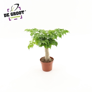 Radermachera sinica jute stam