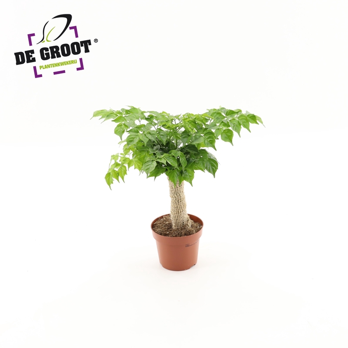 <h4>Radermachera sinica jute stam</h4>