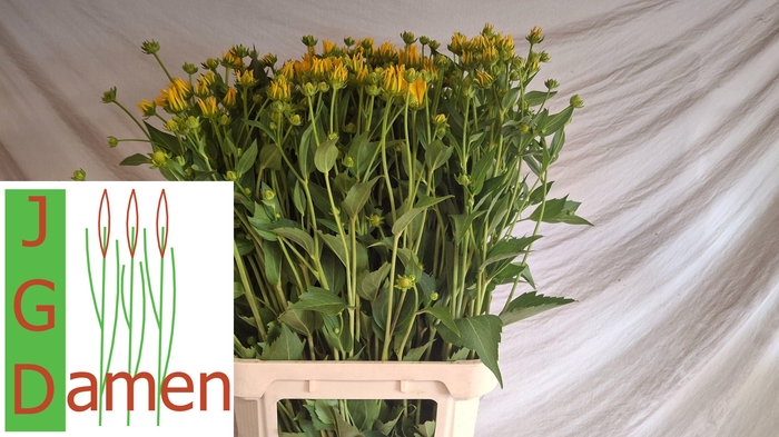 <h4>RUDBECKIA NITIDA</h4>