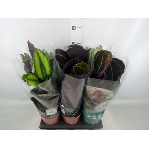 Calathea   ...mix