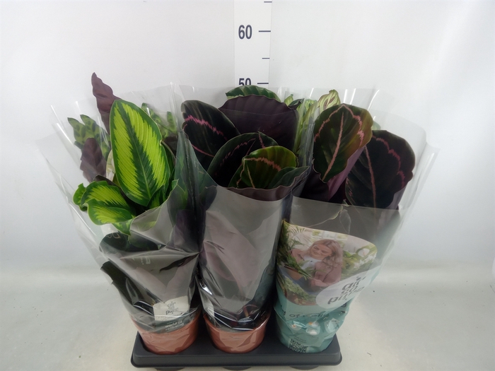 <h4>Calathea   ...mix</h4>