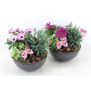 arr4 Outdoor MB - Kunstst. schaaltje 285/5