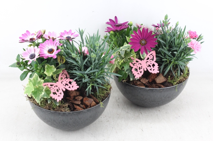 <h4>arr4 Outdoor MB - Kunstst. schaaltje 285/5</h4>