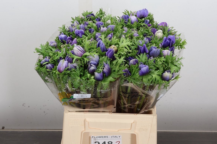 <h4>Anem Mistral. Ex Azzurro</h4>