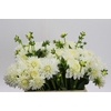 Dahlia White Cap