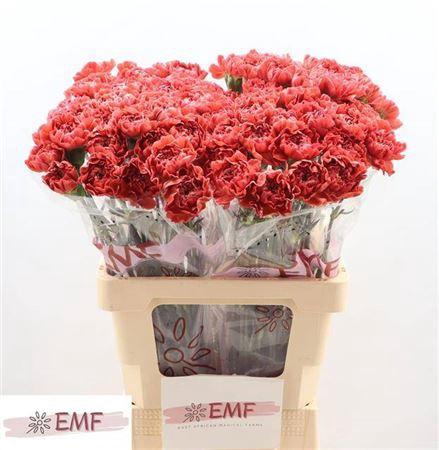 <h4>Di St Miss Fabulous</h4>