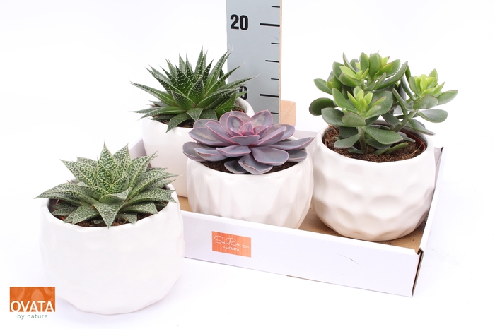 <h4>SUCC GEM 4 SRT</h4>