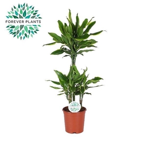 Dracaena fragrans Golden Coast