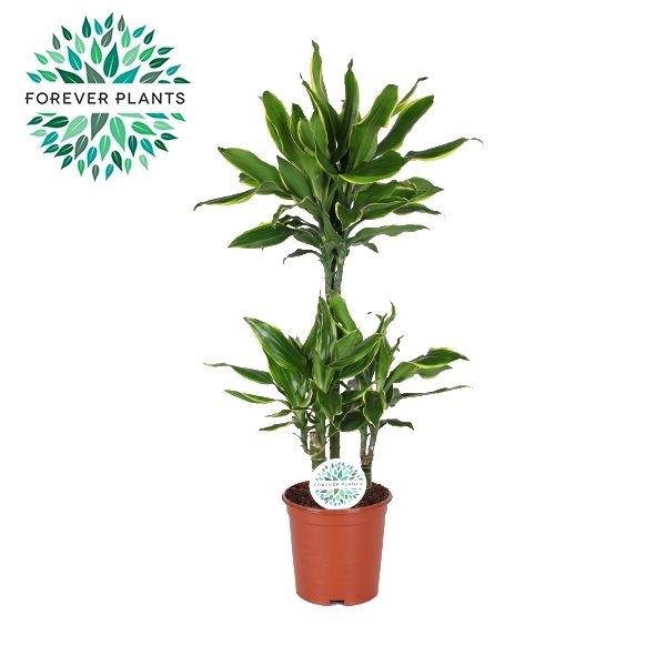 <h4>Dracaena fragrans Golden Coast</h4>