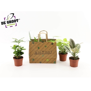 Misfits in tasje (3 planten)