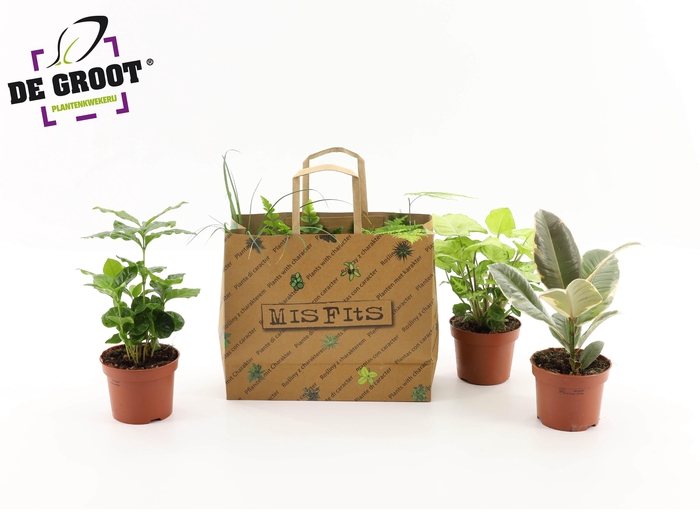 <h4>Misfits in tasje (3 planten)</h4>