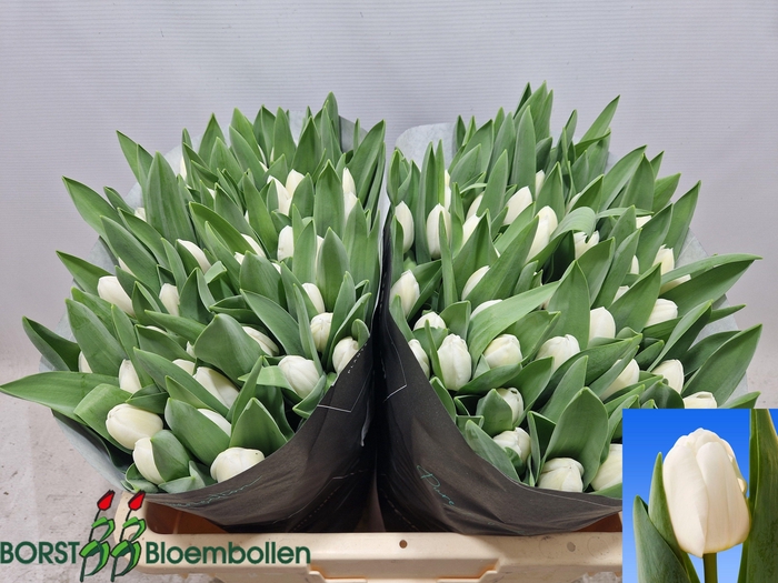 <h4>TU EN ROYAL VIRGIN</h4>