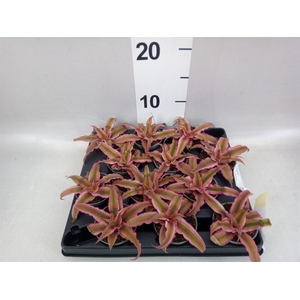 Cryptanthus bivittatus