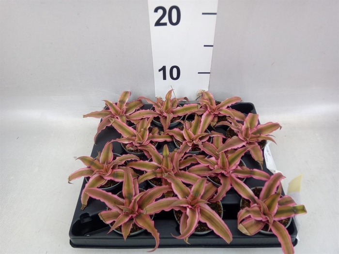 <h4>Cryptanthus bivittatus</h4>