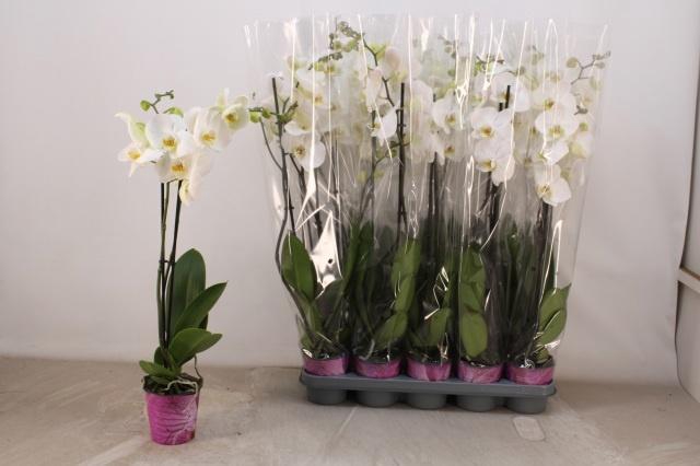 <h4>PHAL OV WIT</h4>