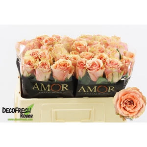 R Gr Verona Amor
