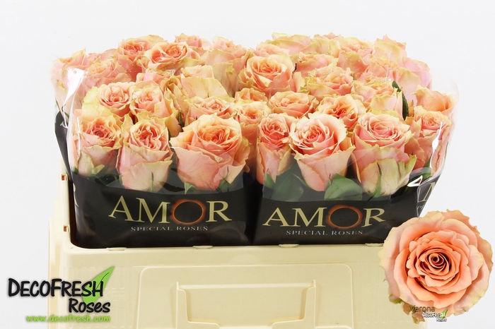 <h4>R Gr Verona Amor</h4>