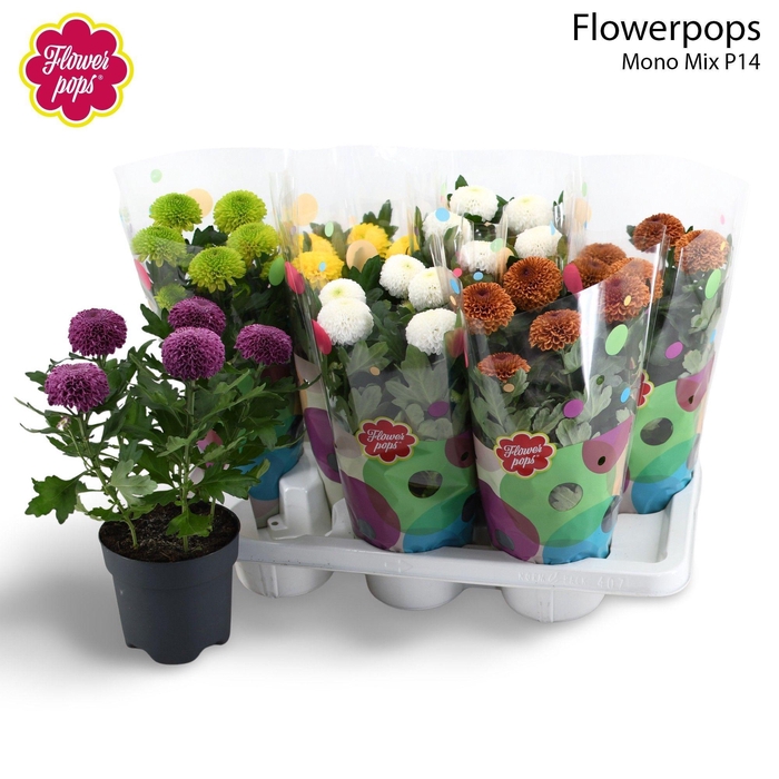 <h4>Flowerpops Mono Mix</h4>