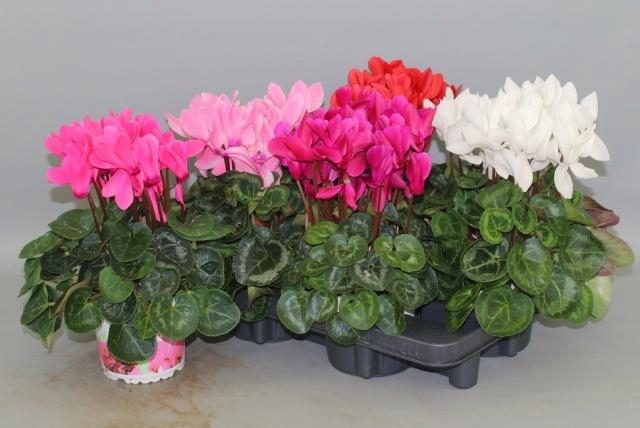 <h4>CYCL GR SUP XL</h4>