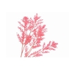 Ruscus Preserved Pink
