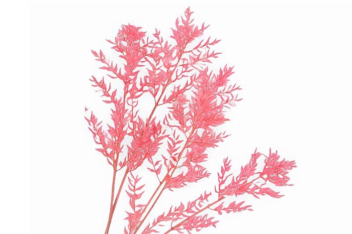 Ruscus Preserved Pink