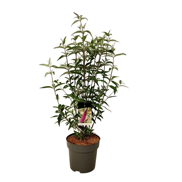 <h4>Buddleja dav. 'Ile de France'</h4>