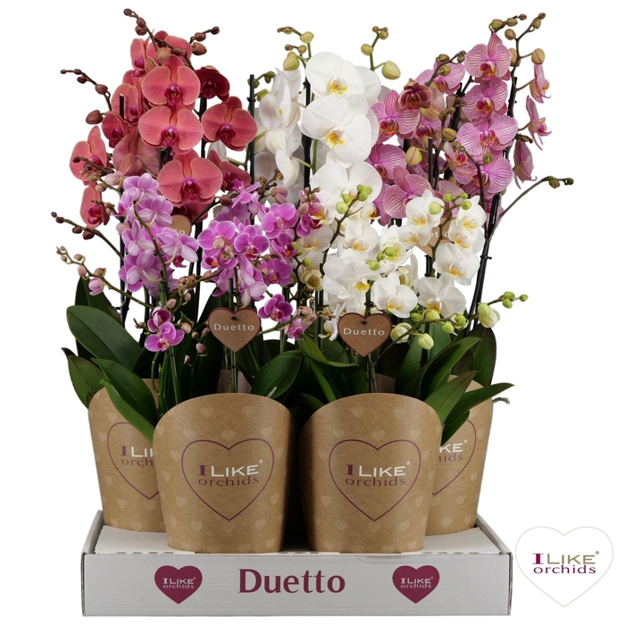 <h4>Phalaenopsis gemengd</h4>