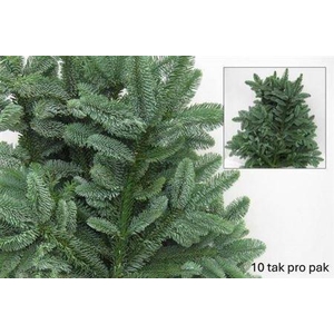 Abies Nobilis Blauw