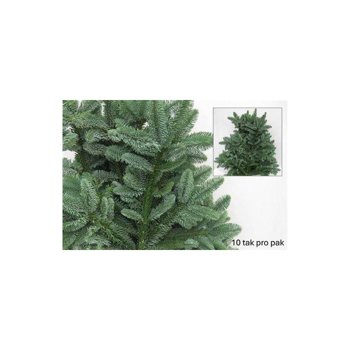 <h4>Abies Nobilis Blauw</h4>