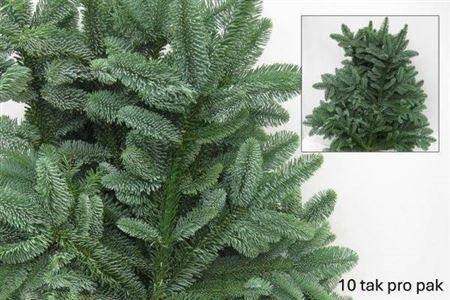 <h4>Abies Nobilis Blauw</h4>
